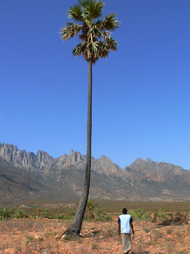 Borassus aethiopium Arhino Socotra P1200277