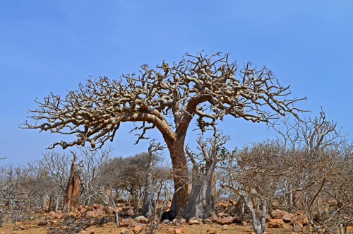 Boswellia elongata Homhil Socotra DSC 0184