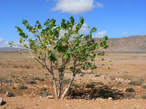Calotropis procera Ras Hebak Socotra P1200226