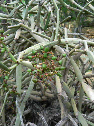 Cissus subaphylla