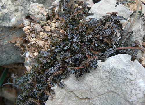 Commiphora parvifolia Hamaderoh P1170896 2