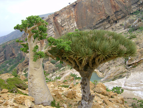 Dendrosicyos socotranum Dracaena cinnabari Hamaderoh HPIM2379