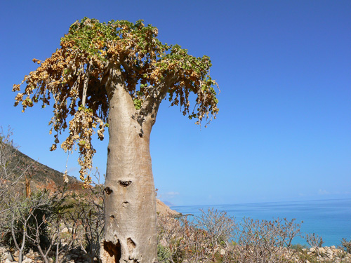 Dendrosicyos socotranum Ras Hebak Socotra P1200220