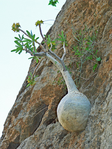 Dorstenia gigas Wadi Ayafht P1230260
