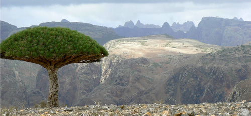 Dracaena cinnabari Dexam Socotra P1200147pano