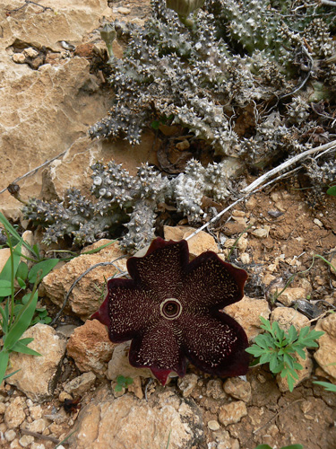 Edithcolea grandis Hamaderoh P1170888