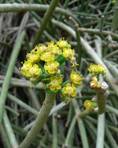 Euphorbia schimperi Hamaderoh P1170869