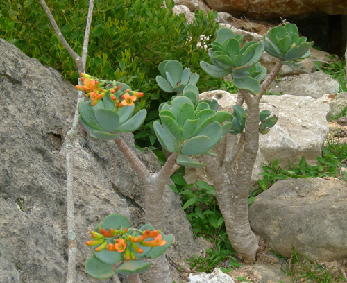 Kalanchoe robusta