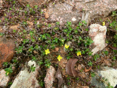 Portulaca quadrifida Haghier P1030331