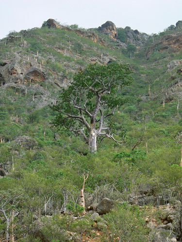 Sterculia africana ssp. socotrana