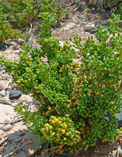 Tetraena alba