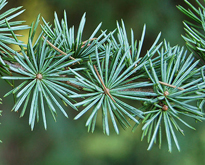 Cedrus atlantica