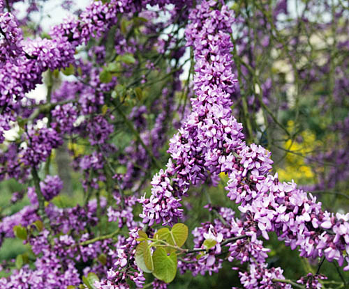 Cercis siliquastrum MAP AJ1181401 GWI