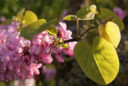 Cercis siliquastrum Mioulane MAP 486542145