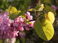 Cercis siliquastrum Mioulane MAP 486542145