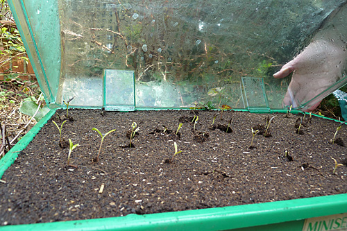 TOUT CE QU'IL FAUT SAVOIR POUR RÉUSSIR LES SEMIS PRÉCOCES - NewsJardinTV