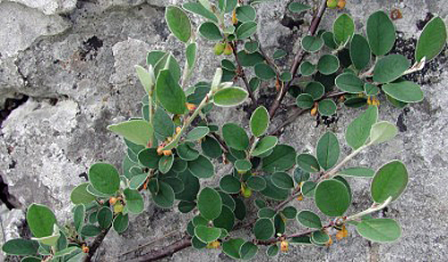 Cotoneaster cambricus