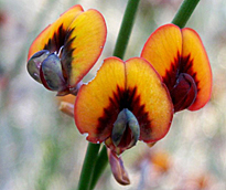 Daviesia triflora