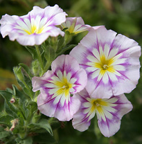 Convolvulus tricolor Belle de jour Mioulane MAP NPM 850453868