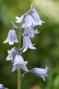 Hyacinthoides Mioulane MAP NPM 080709382