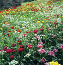 Prairie fleurie Mainau Mioulane MAP NPM GIP0102123