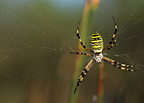 Araignee Argiope MAP AGU MAP070121002