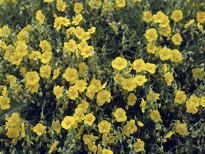 Helianthemum Mioulane MAP NPM GIP0103993