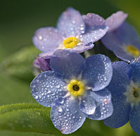 Myosotis MAP NPA 070328152