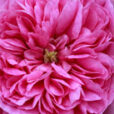 Rose Adele Courtois Mioulane MAP NPM 914374909