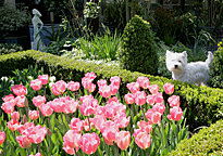 TULIPE CHIEN MIOULANE MAP NPM 84977125