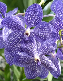 Vanda Orchidee Mioulane MAP 0002540