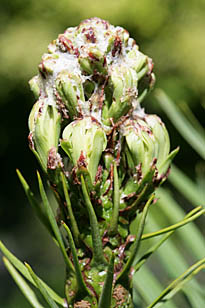 Wollemia nobilis Mioulane MAP NPM 84955169