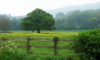 solitary tree