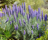 Echium fastuosum