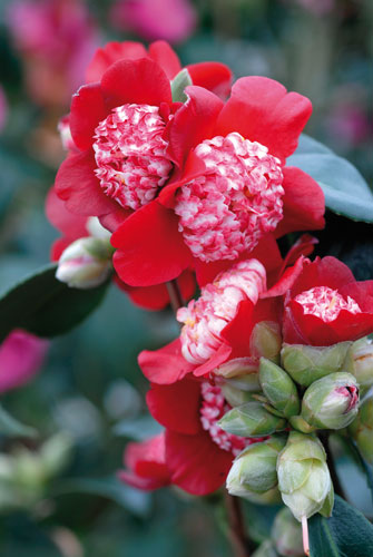 Camellia japonica Lipstick ADE 070305160