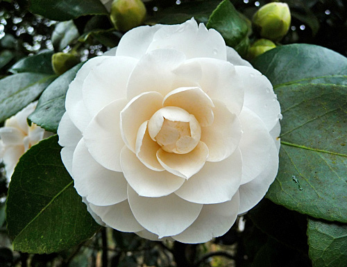 Camellia japonica montironi