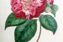 Camellia santiniana NPA 150420001