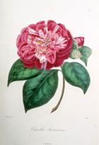 Camellia santiniana NPA 150420001