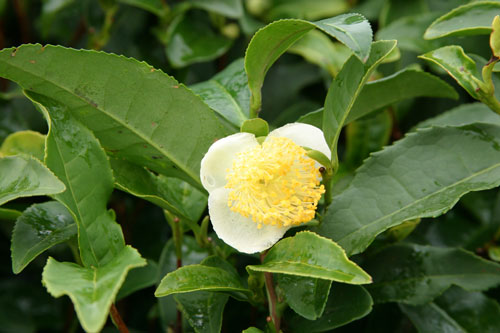 Camellia sinensis theier