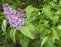 Lilas avril Taille