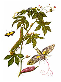 Merian insectes Surinam