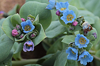 Mertensia maritima