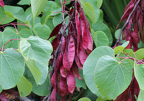 Cercis siliquastrum Judas tree