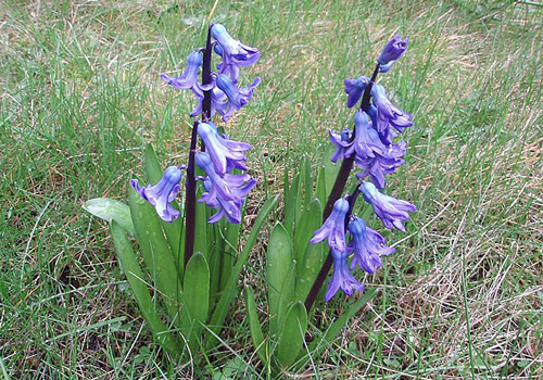 Hyacinthus orientalis