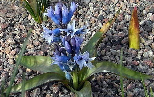 Hyacinthus transcapsicus