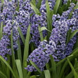 Jacinthe blle Jacket Mioulane MAP NPM 850383460