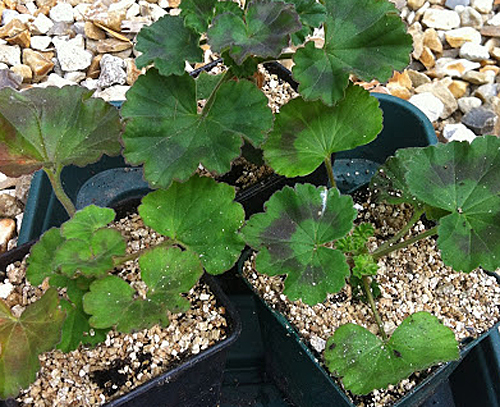 Bouture Pelargonium Vermiculite