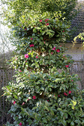 Camellia sasanqua spirale Mioulane MAP NPM 110609007