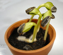 Graine tournesol germination