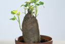 Ipomoea batatas MAP 510016660 FST